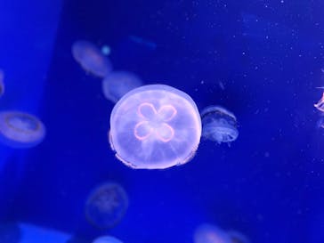 新江ノ島水族館に投稿された画像（2021/9/25）