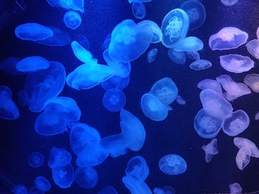 マリンワールド海の中道に投稿された画像（2021/9/25）