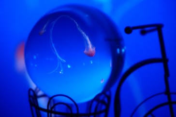 新江ノ島水族館に投稿された画像（2021/9/25）