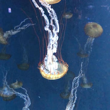 新江ノ島水族館に投稿された画像（2021/9/25）