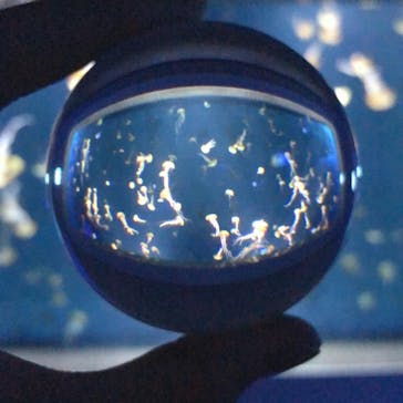 新江ノ島水族館に投稿された画像（2021/9/25）