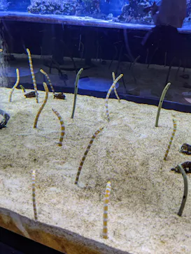 すみだ水族館に投稿された画像（2021/9/25）