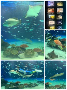 サンシャイン水族館に投稿された画像（2021/9/25）