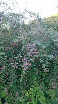 三溪園に投稿された画像（2021/9/26）