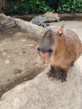 神戸どうぶつ王国に投稿された画像（2021/9/26）