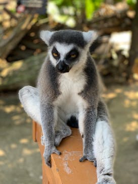 神戸どうぶつ王国に投稿された画像（2021/9/26）