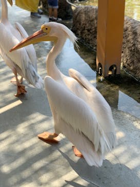 神戸どうぶつ王国に投稿された画像（2021/9/26）