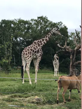 天王寺動物園に投稿された画像（2021/9/26）