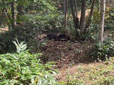 サホロリゾート　ベア･マウンテンに投稿された画像（2021/9/26）