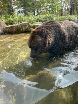 サホロリゾート　ベア･マウンテンに投稿された画像（2021/9/26）