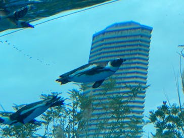 サンシャイン水族館に投稿された画像（2021/9/26）