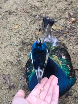 ネオパークオキナワに投稿された画像（2021/9/26）