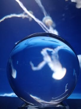 新江ノ島水族館に投稿された画像（2021/9/26）