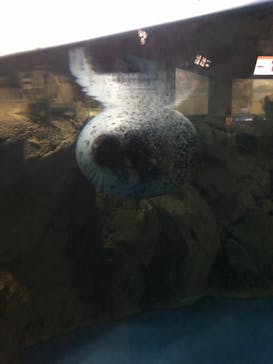 新江ノ島水族館に投稿された画像（2021/9/26）