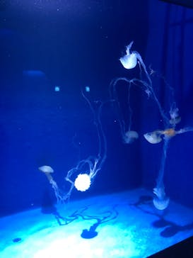 新江ノ島水族館に投稿された画像（2021/9/26）