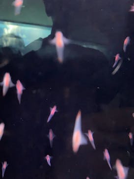 サンシャイン水族館に投稿された画像（2021/9/26）