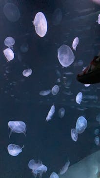 サンシャイン水族館に投稿された画像（2021/9/26）