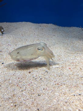 サンシャイン水族館に投稿された画像（2021/9/26）