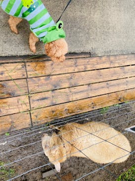 那須どうぶつ王国に投稿された画像（2021/9/26）