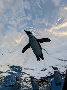 サンシャイン水族館に投稿された画像（2021/9/26）