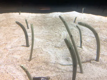 すみだ水族館に投稿された画像（2021/9/26）