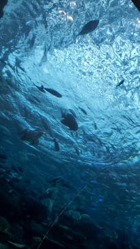 名古屋港水族館に投稿された画像（2021/9/26）