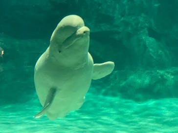 名古屋港水族館に投稿された画像（2021/9/26）