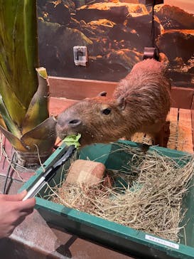 Moff animal world MARK IS みなとみらい店に投稿された画像（2021/9/25）