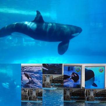 名古屋港水族館に投稿された画像（2021/9/26）