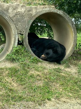 秋吉台自然動物公園 サファリランドに投稿された画像（2021/9/26）