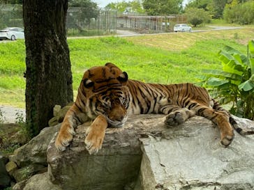 秋吉台自然動物公園 サファリランドに投稿された画像（2021/9/26）