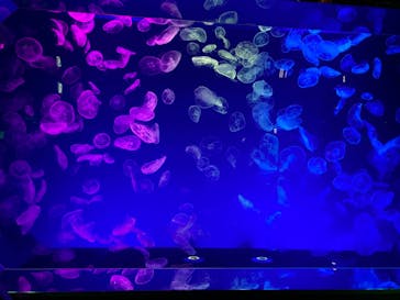 名古屋港水族館に投稿された画像（2021/9/26）