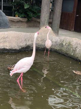 神戸どうぶつ王国に投稿された画像（2021/9/26）