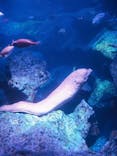 すみだ水族館に投稿された画像（2021/9/27）