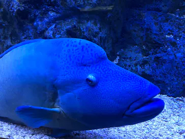 すみだ水族館に投稿された画像（2021/9/26）