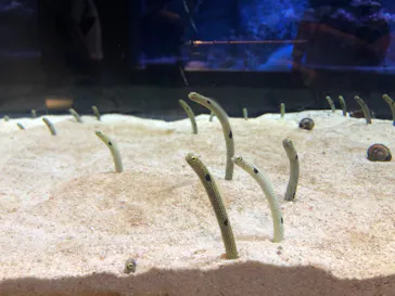 すみだ水族館に投稿された画像（2021/9/26）