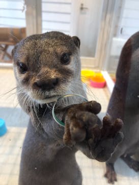カワウソカフェHARRY原宿テラス店に投稿された画像（2021/9/27）