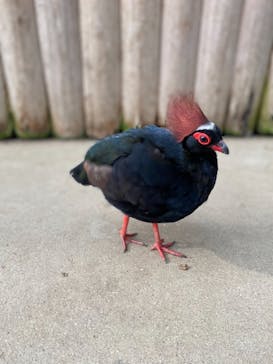 神戸どうぶつ王国に投稿された画像（2021/9/27）