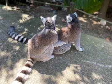 神戸どうぶつ王国に投稿された画像（2021/9/27）