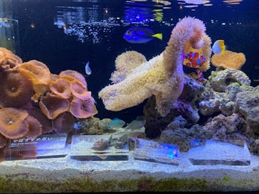 京都水族館に投稿された画像（2021/9/27）