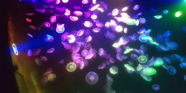 すみだ水族館に投稿された画像（2021/9/27）