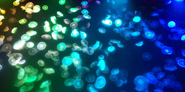 すみだ水族館に投稿された画像（2021/9/27）