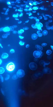 すみだ水族館に投稿された画像（2021/9/27）