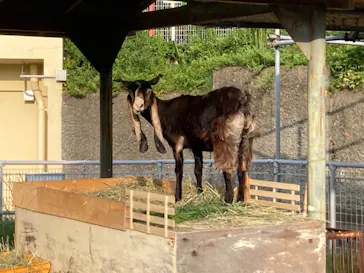 天王寺動物園に投稿された画像（2021/9/27）