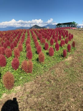 湯沢高原スキー場/パノラマパークに投稿された画像（2021/9/27）