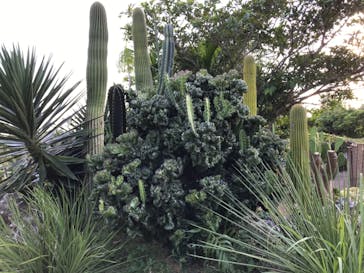 美らヤシパークオキナワ・東南植物楽園に投稿された画像（2021/9/27）