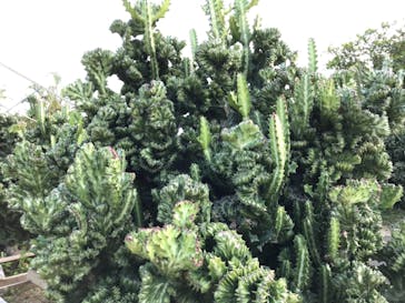 美らヤシパークオキナワ・東南植物楽園に投稿された画像（2021/9/27）