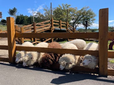 まかいの牧場に投稿された画像（2021/9/27）