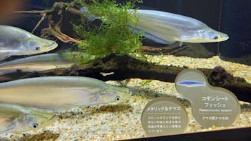 カワスイ 川崎⽔族館に投稿された画像（2021/9/27）