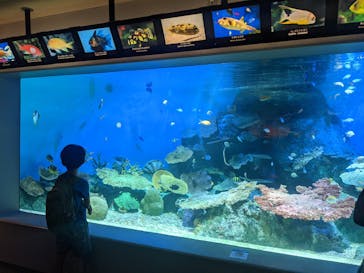 しながわ水族館に投稿された画像（2021/9/27）